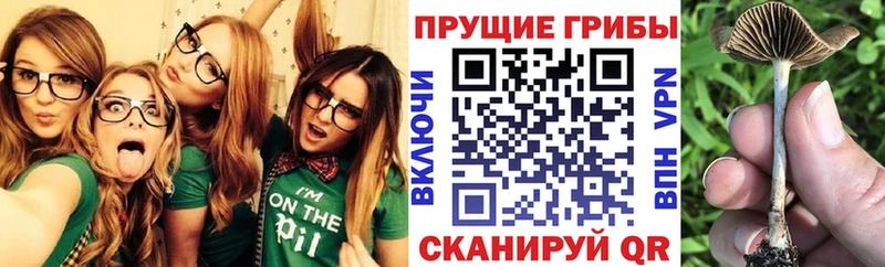 как найти   Афипский  маркетплейс Telegram  Псилоцибиновые грибы Psilocybine cubensis 